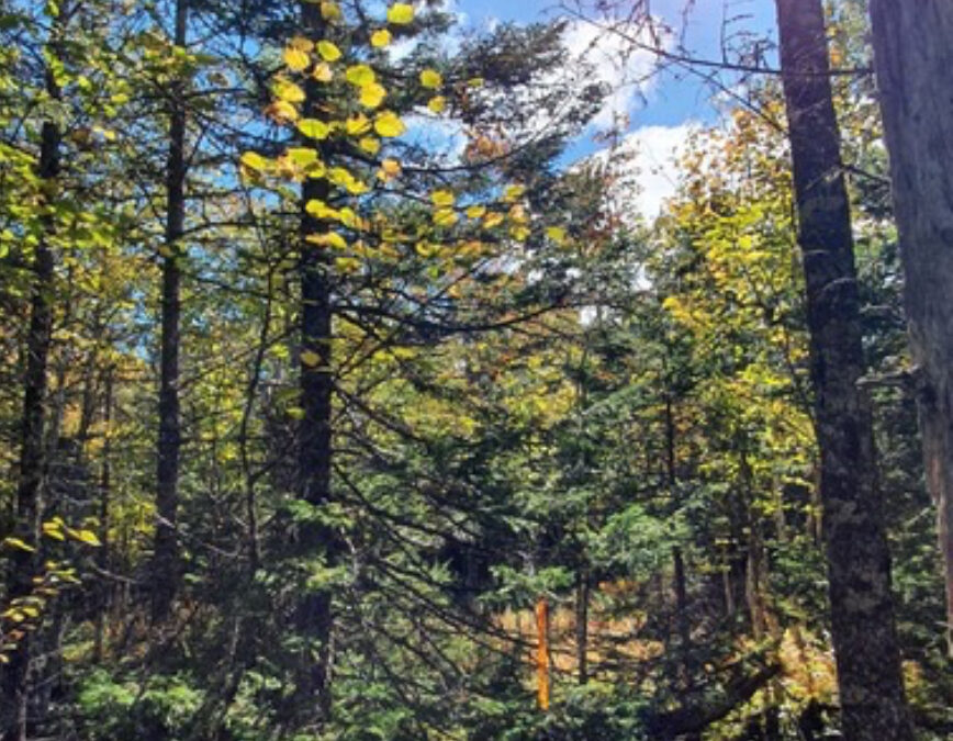 Bliss Woods