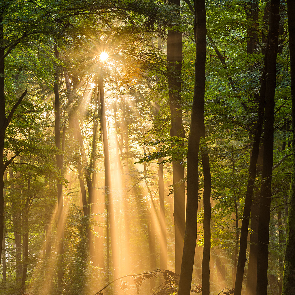 Sonnenstrahlen im Wald
